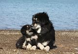 DOGUE DU TIBET 115